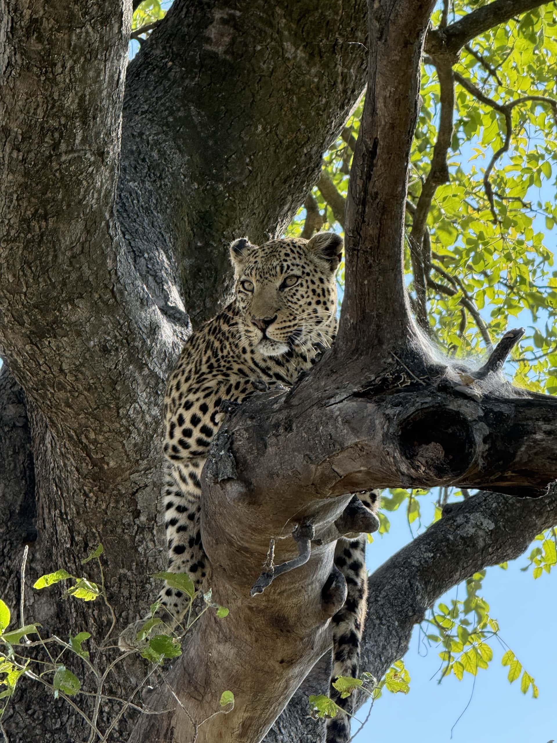 A leopard resting in the fork of a marula tree